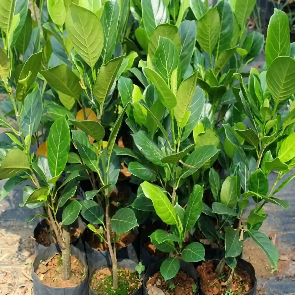 Vietnam Early Gold Jackfruit (365 Days Jack) budded live fruit plant in nursery pot with healthy green foliage | Premium jackfruit plant | Keraleaf