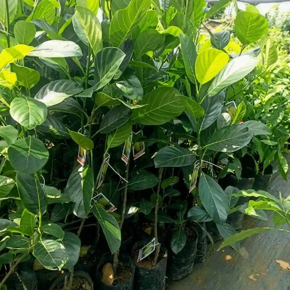 Thenvarikka Honey Jack budded live fruit plant in nursery pot with healthy green foliage | Premium jackfruit plant | Keraleaf