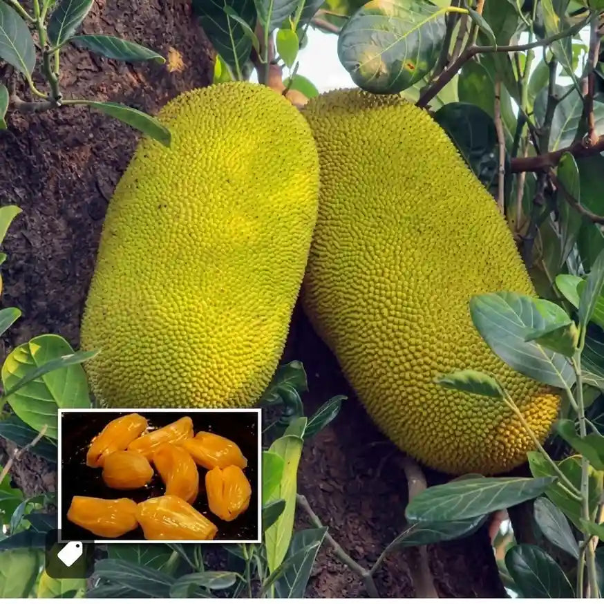 Thenvarikka Honey Jack budded live fruit plant in nursery pot with healthy green foliage | Premium jackfruit plant | Keraleaf