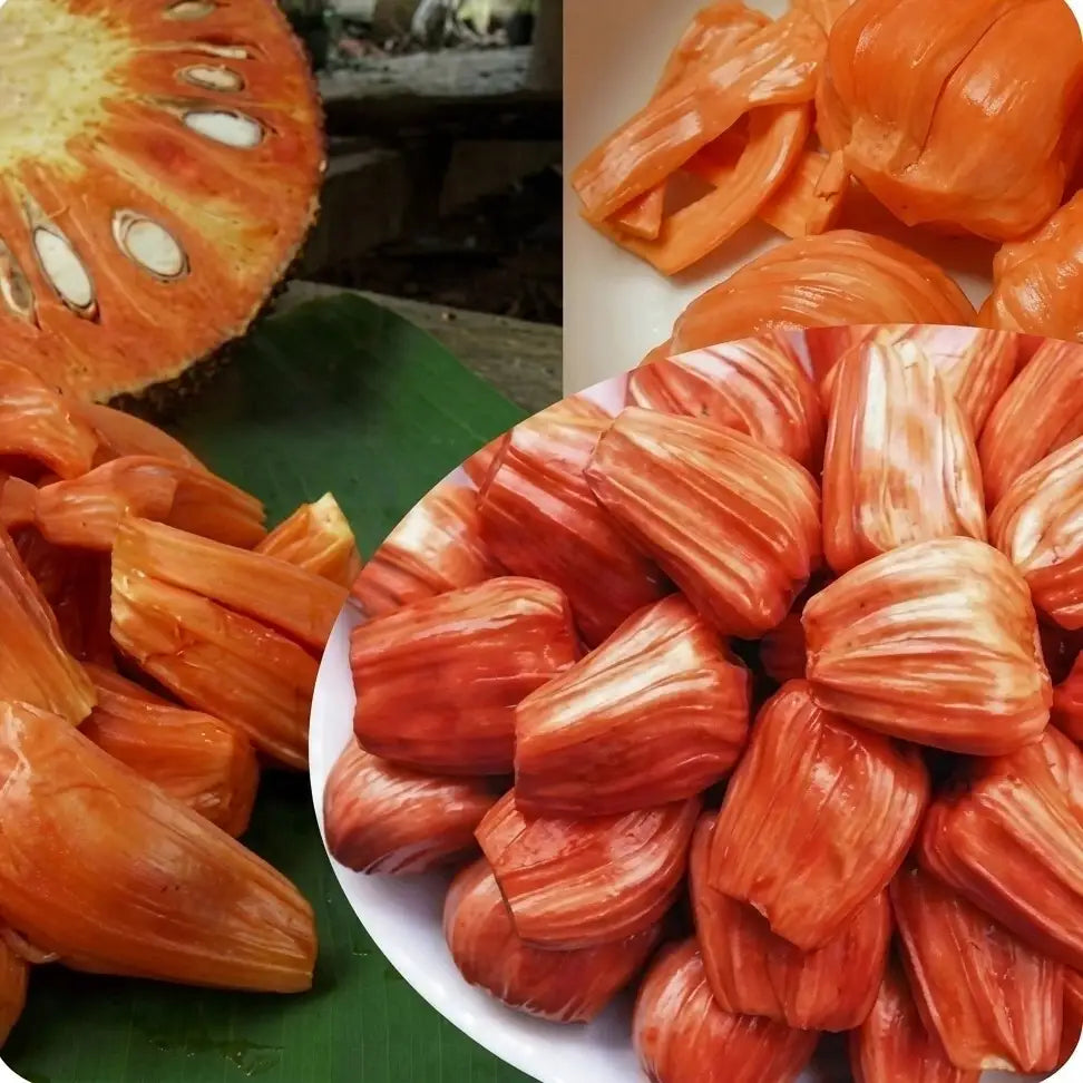 Sindoor Varikka Jackfruit (Kerala Variety) budded live fruit plant in nursery pot with healthy green foliage | Premium jackfruit plant | Keraleaf