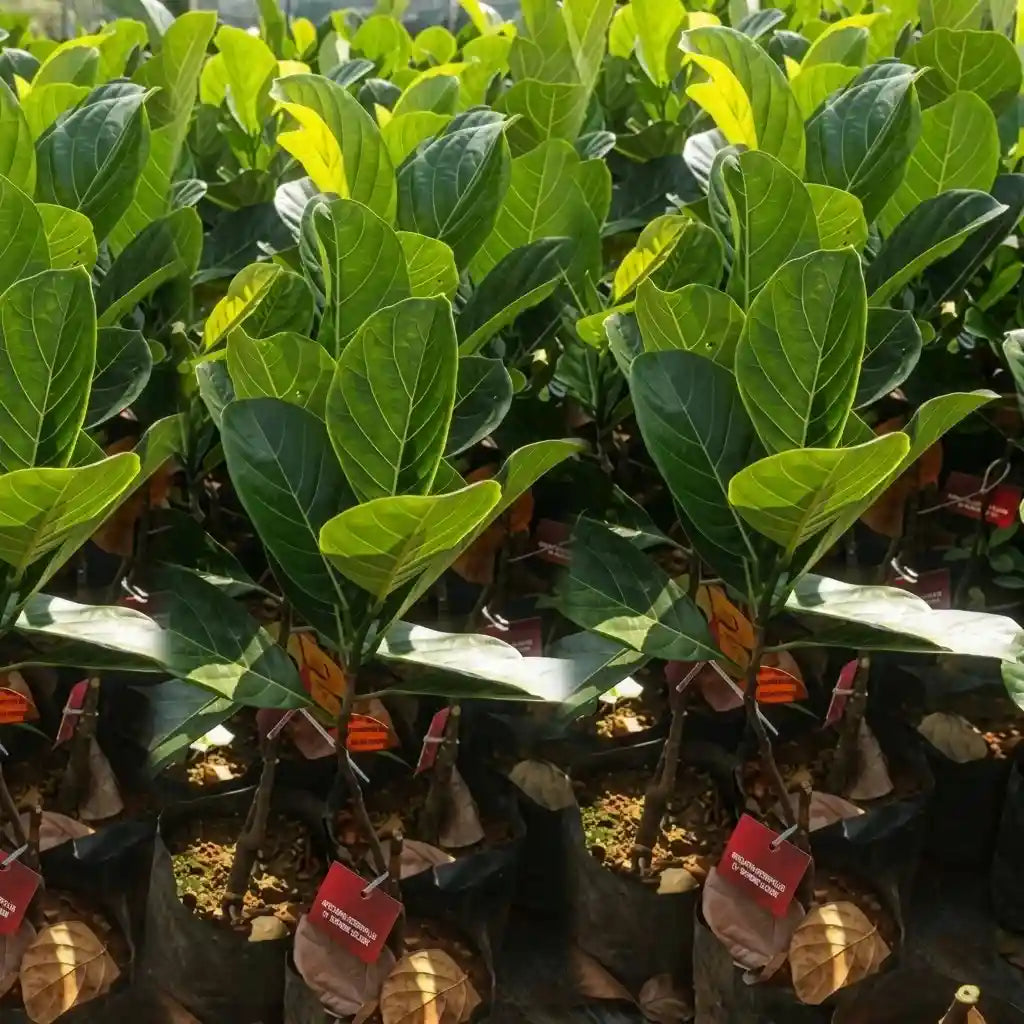 Sindoor Varikka Jackfruit (Kerala Variety) budded live fruit plant in nursery pot with healthy green foliage | Premium jackfruit plant | Keraleaf