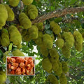 Sindoor Varikka Jackfruit (Kerala Variety) budded live fruit plant in nursery pot with healthy green foliage | Premium jackfruit plant | Keraleaf