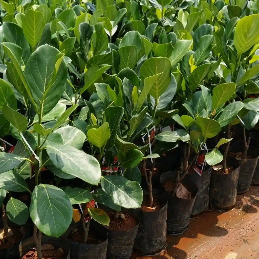 Siddu Jackfruit budded live fruit plant in nursery pot with healthy green foliage | Best Jack Award Winner | Premium jackfruit plant | Keraleaf