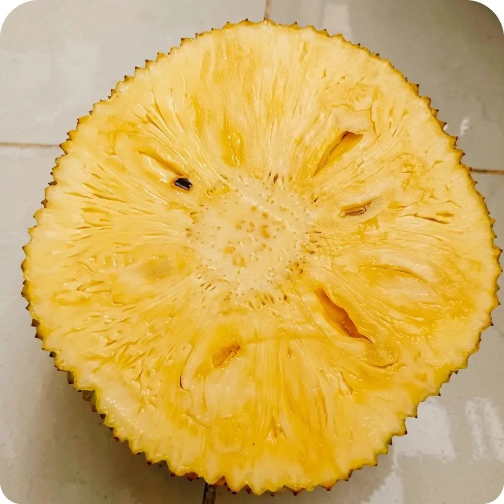 Seedless Jackfruit (Seed Free Jack) live fruit plant in nursery pot with healthy green foliage | Premium jackfruit plant | Keraleaf