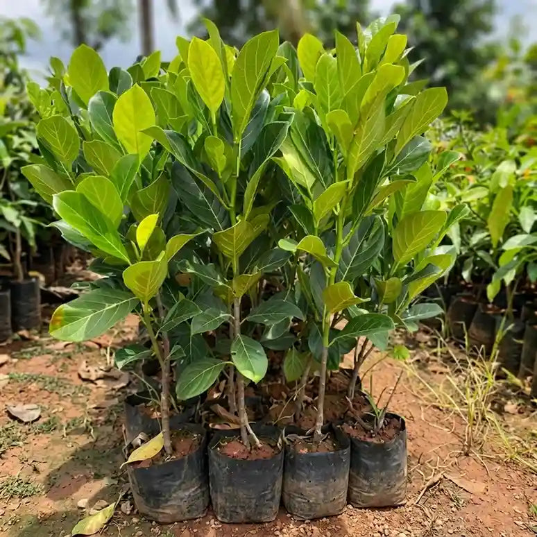Seedless Jackfruit (Seed Free Jack) live fruit plant in nursery pot with healthy green foliage | Premium jackfruit plant | Keraleaf