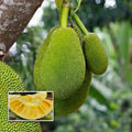 Seedless Jackfruit (Seed Free Jack) live fruit plant in nursery pot with healthy green foliage | Premium jackfruit plant | Keraleaf
