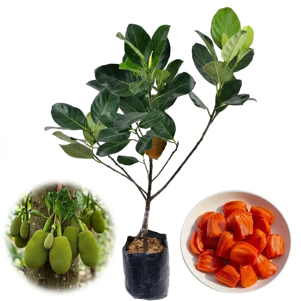 Red Jack (Deang Surya) budded live fruit plant in nursery pot with healthy green foliage | Premium jackfruit plant | Keraleaf