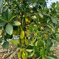 Red Jack (Deang Surya) budded live fruit plant in nursery pot with healthy green foliage | Premium jackfruit plant | Keraleaf