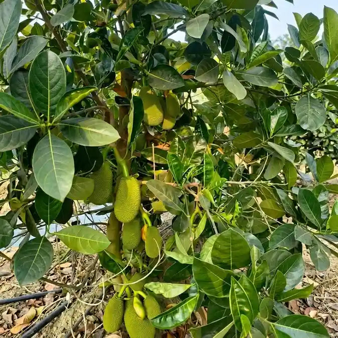 Red Jack (Deang Surya) budded live fruit plant in nursery pot with healthy green foliage | Premium jackfruit plant | Keraleaf