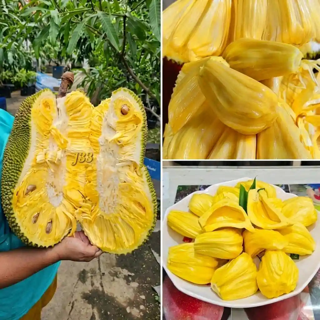 Malaysian J-33 Jackfruit budded live fruit plant in nursery pot with healthy green foliage | Premium tropical jackfruit plant | Keraleaf