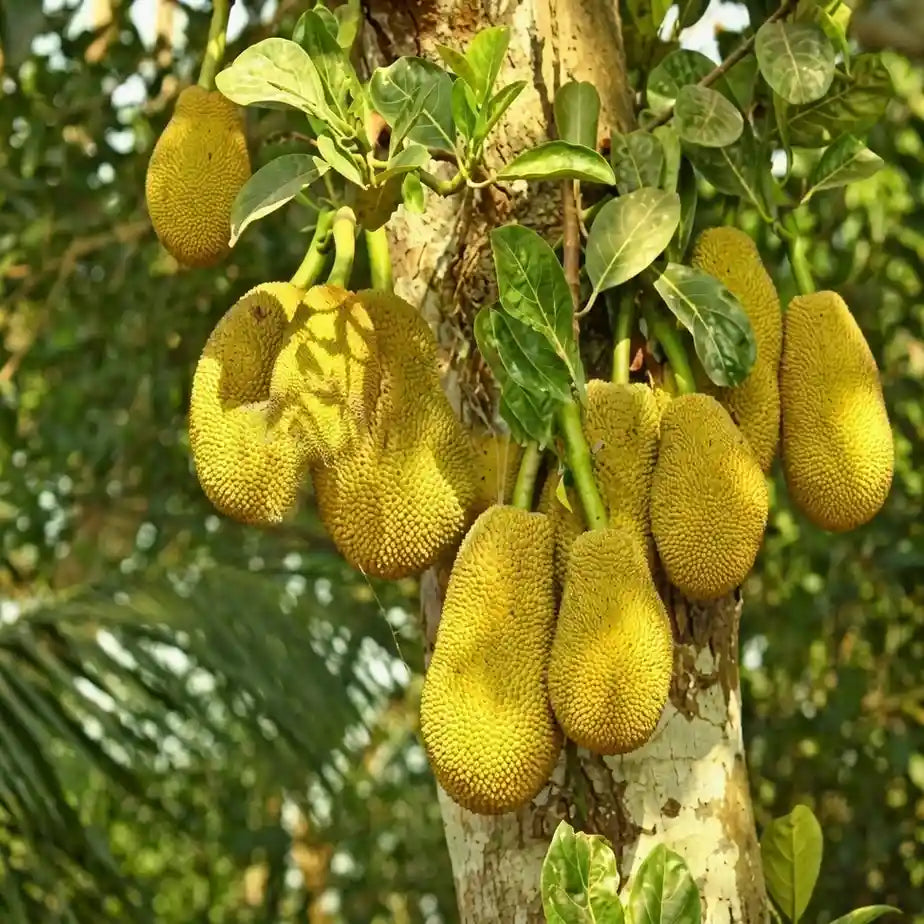 Malaysian J-33 Jackfruit budded live fruit plant in nursery pot with healthy green foliage | Premium tropical jackfruit plant | Keraleaf