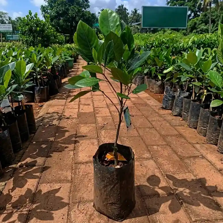 Malaysian J-33 Jackfruit budded live fruit plant in nursery pot with healthy green foliage | Premium tropical jackfruit plant | Keraleaf