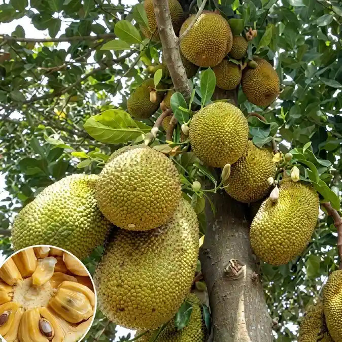 Cambodian All Season Jackfruit budded live fruit plant in nursery pot with healthy green foliage | Premium jackfruit plant | Keraleaf