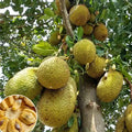 Cambodian All Season Jackfruit budded live fruit plant in nursery pot with healthy green foliage | Premium jackfruit plant | Keraleaf