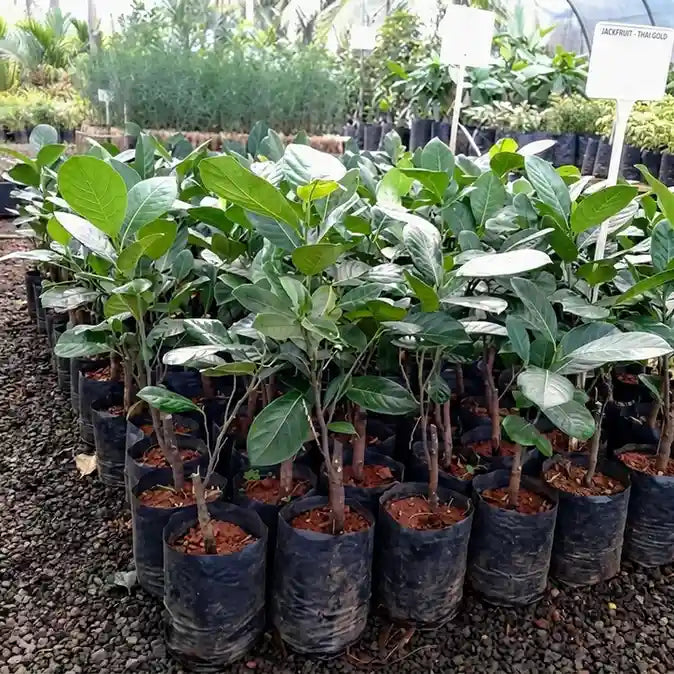 Cambodian All Season Jackfruit budded live fruit plant in nursery pot with healthy green foliage | Premium jackfruit plant | Keraleaf