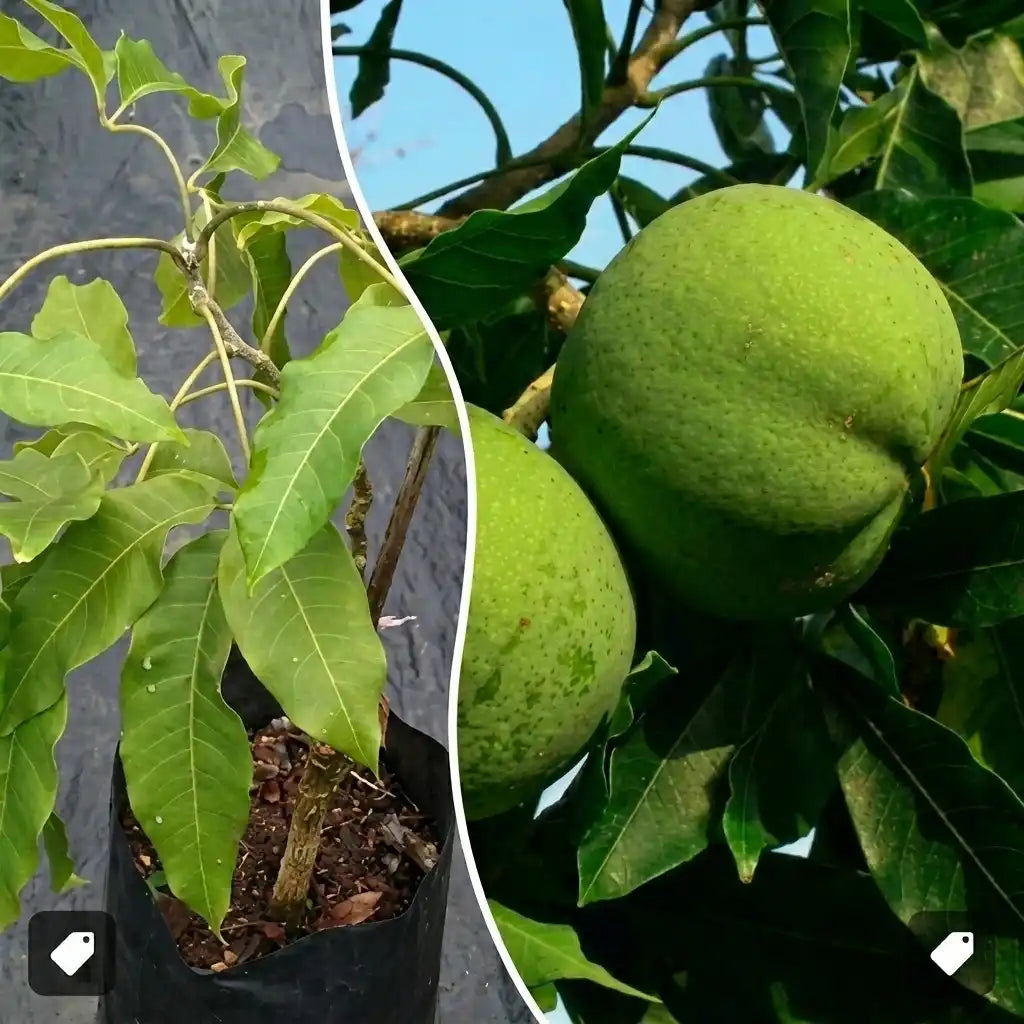White Sapote seedling live fruit plant in nursery pot with healthy green foliage | Exotic tropical fruit plant | Keraleaf