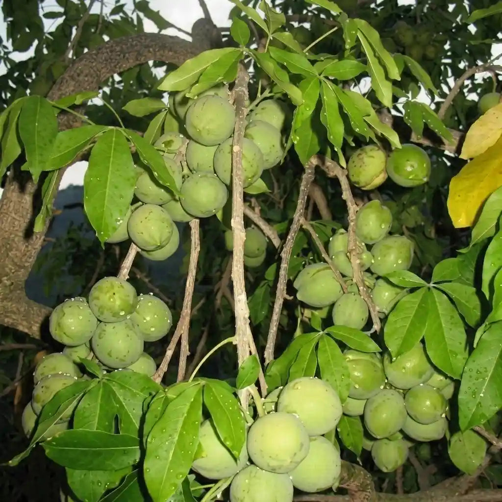 White Sapote seedling live fruit plant in nursery pot with healthy green foliage | Exotic tropical fruit plant | Keraleaf