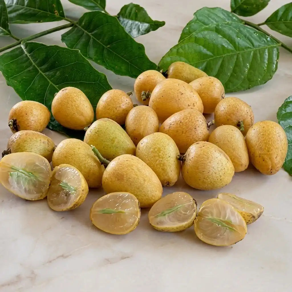Wampee seedling live fruit plant in nursery pot with healthy green foliage | Exotic tropical fruit plant | Keraleaf