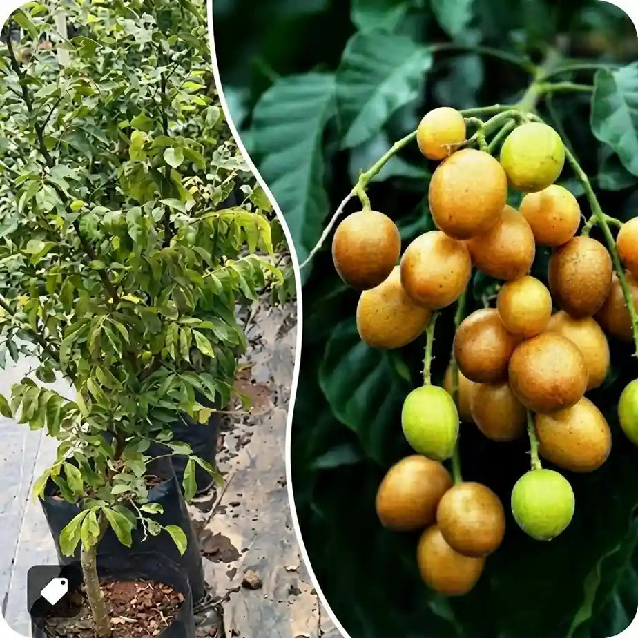 Wampee seedling live fruit plant in nursery pot with healthy green foliage | Exotic tropical fruit plant | Keraleaf