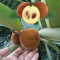 Velvet Apple (Mabola) seedling live fruit plant in nursery pot with healthy green foliage | Exotic tropical fruit plant | Keraleaf