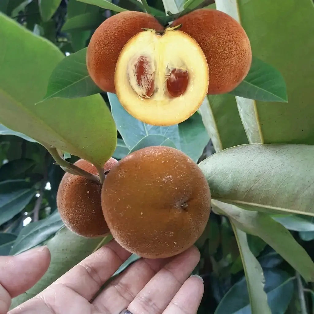 Velvet Apple (Mabola) seedling live fruit plant in nursery pot with healthy green foliage | Exotic tropical fruit plant | Keraleaf