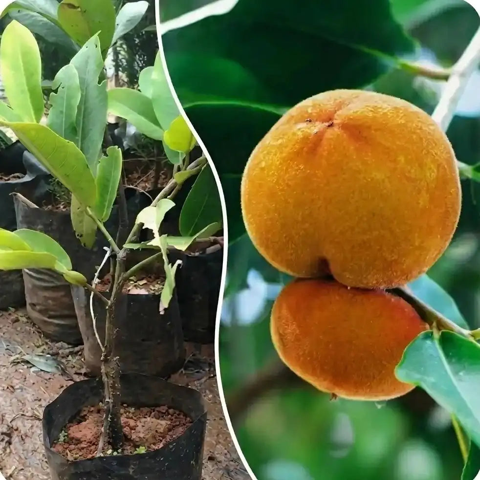 Velvet Apple (Mabola) seedling live fruit plant in nursery pot with healthy green foliage | Exotic tropical fruit plant | Keraleaf