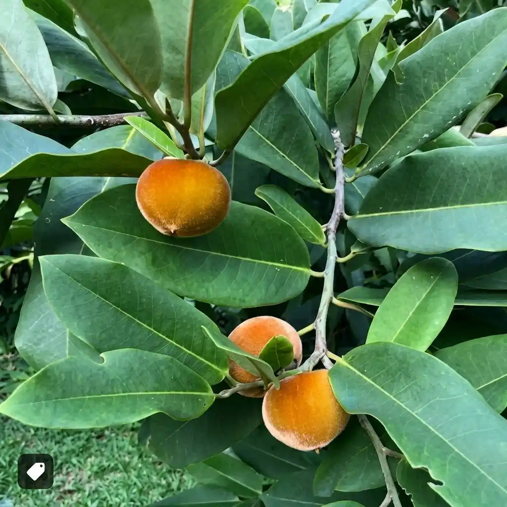 Velvet Apple (Mabola) seedling live fruit plant in nursery pot with healthy green foliage | Exotic tropical fruit plant | Keraleaf