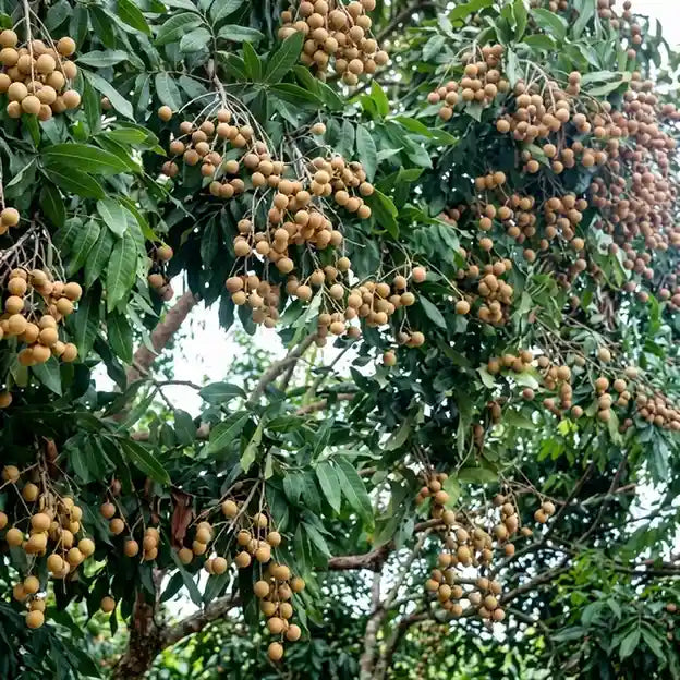 Udara (African Star Apple) live fruit plant in nursery pot with healthy green foliage | Exotic tropical fruit plant | Keraleaf