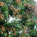 Udara (African Star Apple) live fruit plant in nursery pot with healthy green foliage | Exotic tropical fruit plant | Keraleaf