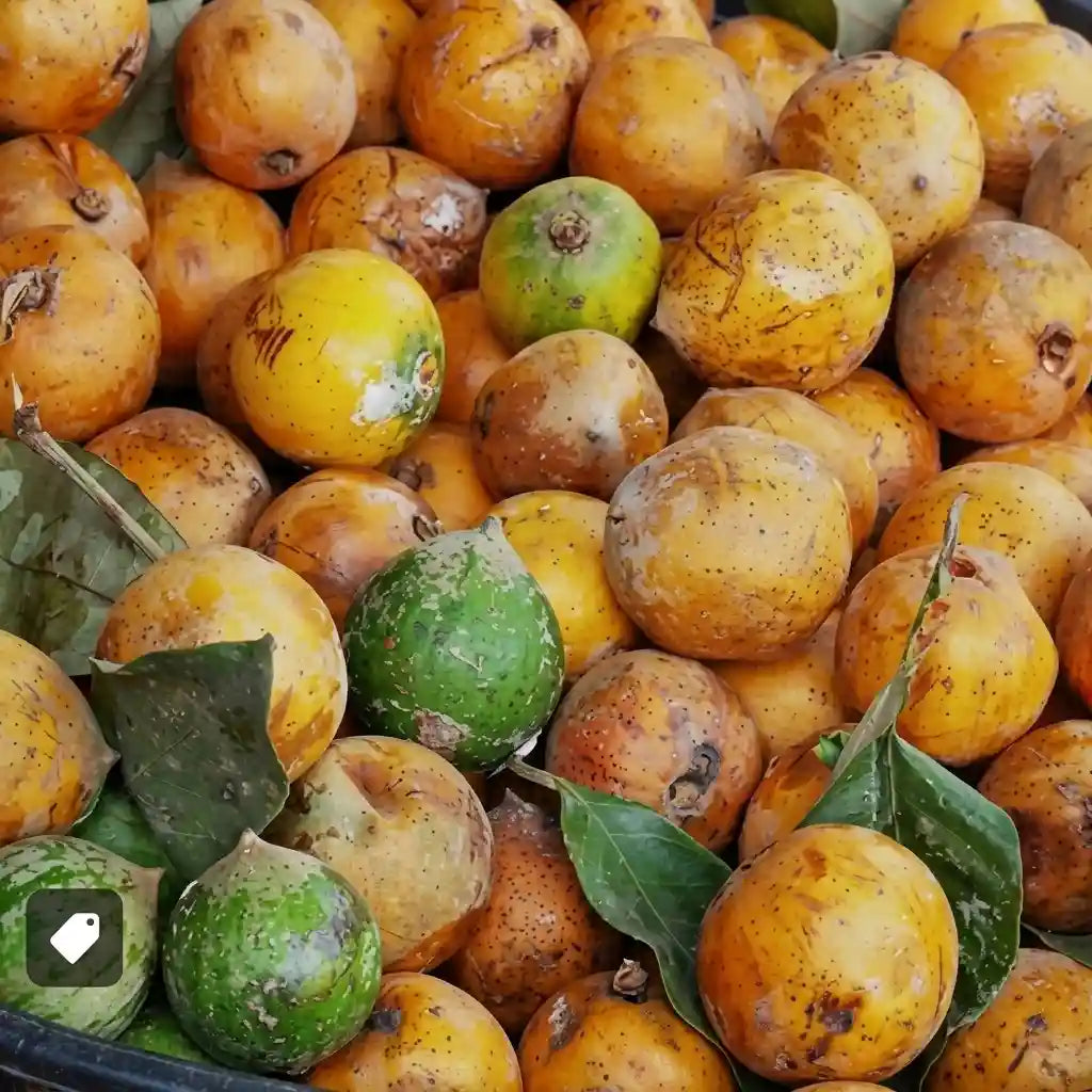 Udara (African Star Apple) live fruit plant in nursery pot with healthy green foliage | Exotic tropical fruit plant | Keraleaf