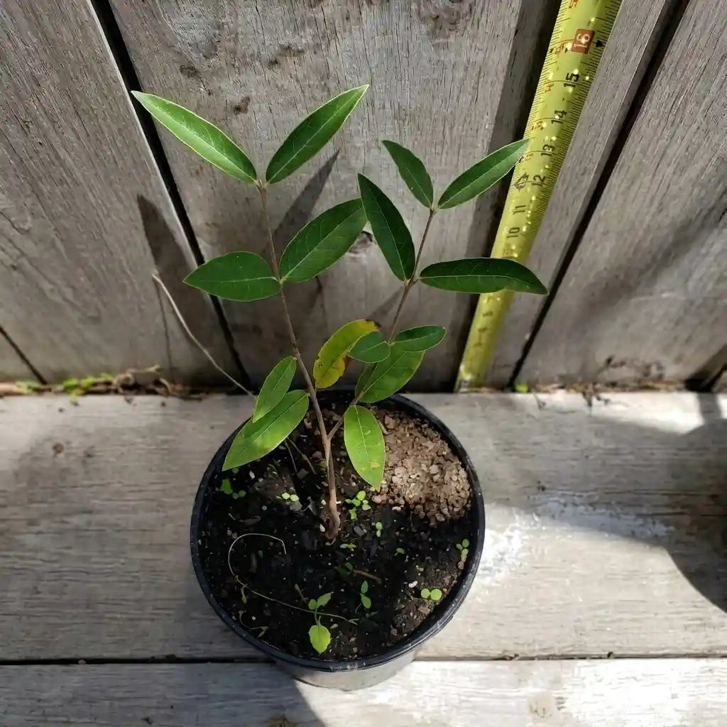 Ubajay (Eugenia Myrcianthes) seedling live fruit plant in nursery pot with healthy green foliage | Exotic tropical fruit plant | Keraleaf