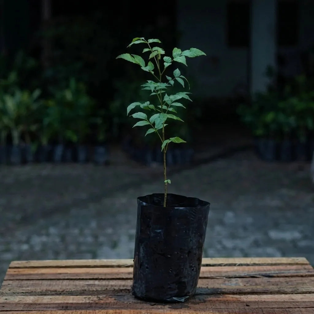 Trenggulam seedling live fruit plant in nursery pot with healthy green foliage | Exotic tropical fruit plant | Keraleaf