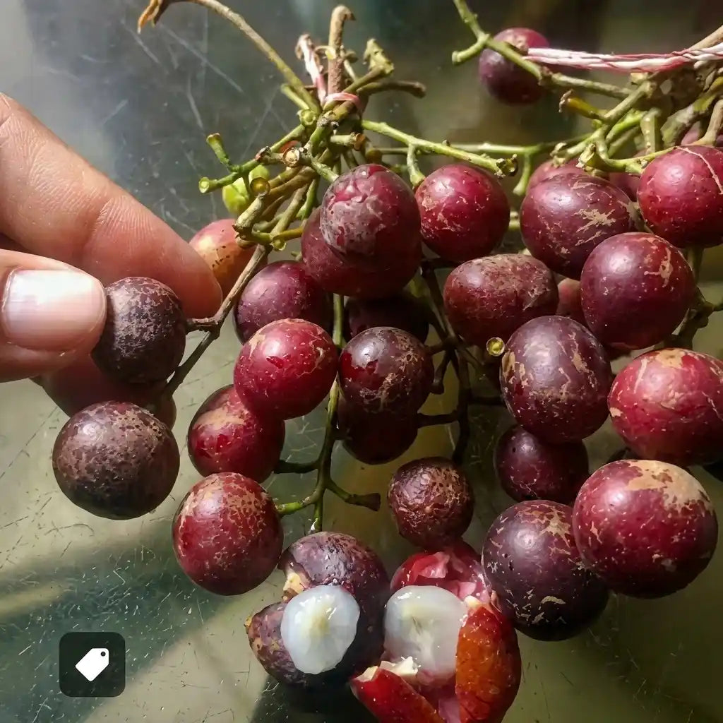Trenggulam seedling live fruit plant in nursery pot with healthy green foliage | Exotic tropical fruit plant | Keraleaf