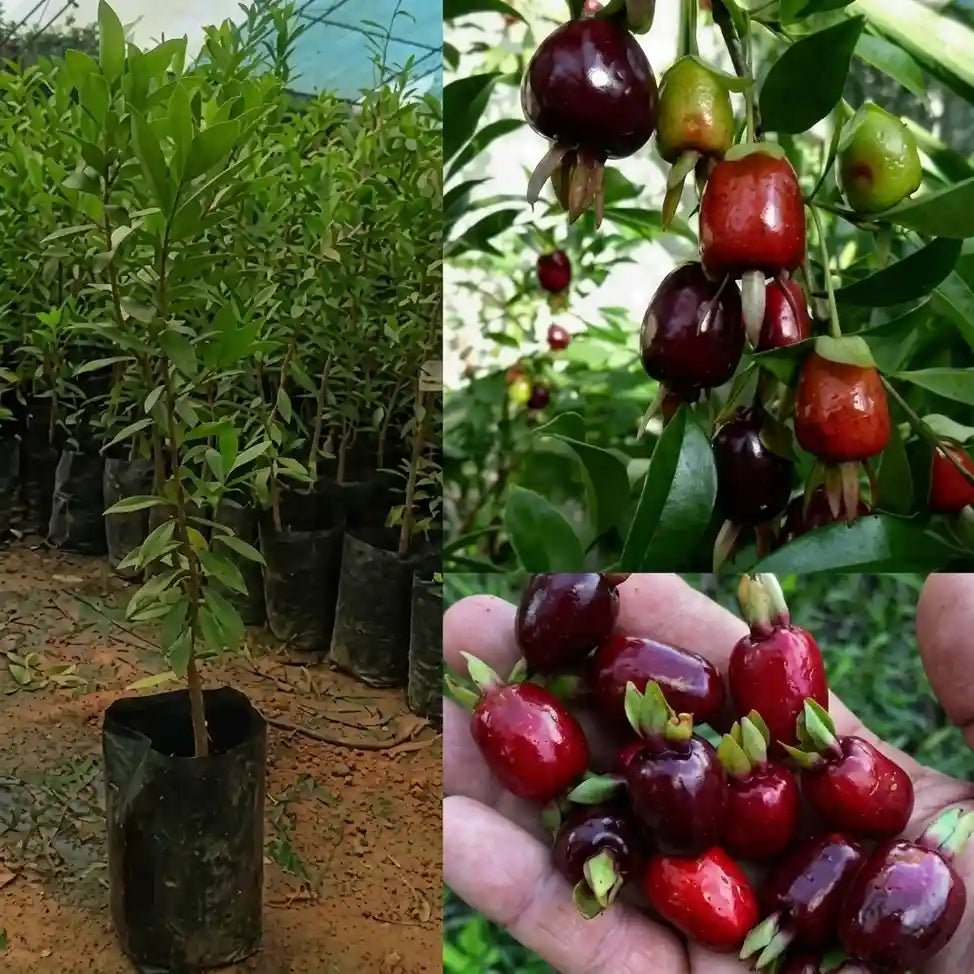 Terengganu Cherry layered live fruit plant in nursery pot with healthy green foliage | Exotic tropical fruit plant | Keraleaf