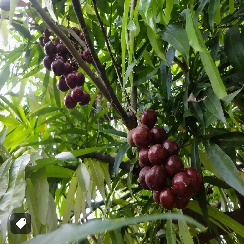 Terengganu Cherry layered live fruit plant in nursery pot with healthy green foliage | Exotic tropical fruit plant | Keraleaf