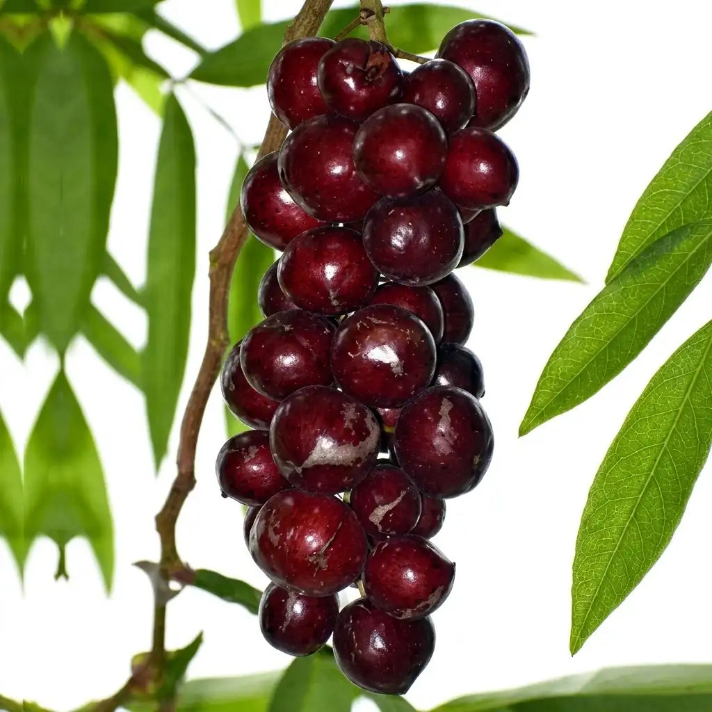 Terengganu Cherry layered live fruit plant in nursery pot with healthy green foliage | Exotic tropical fruit plant | Keraleaf