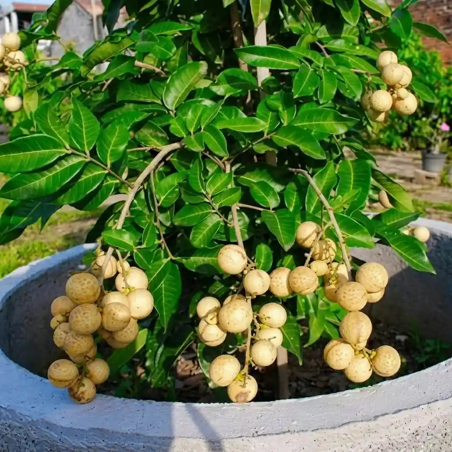 Sweet Santol grafted live fruit plant in nursery pot with healthy green foliage | Exotic tropical fruit plant | Keraleaf