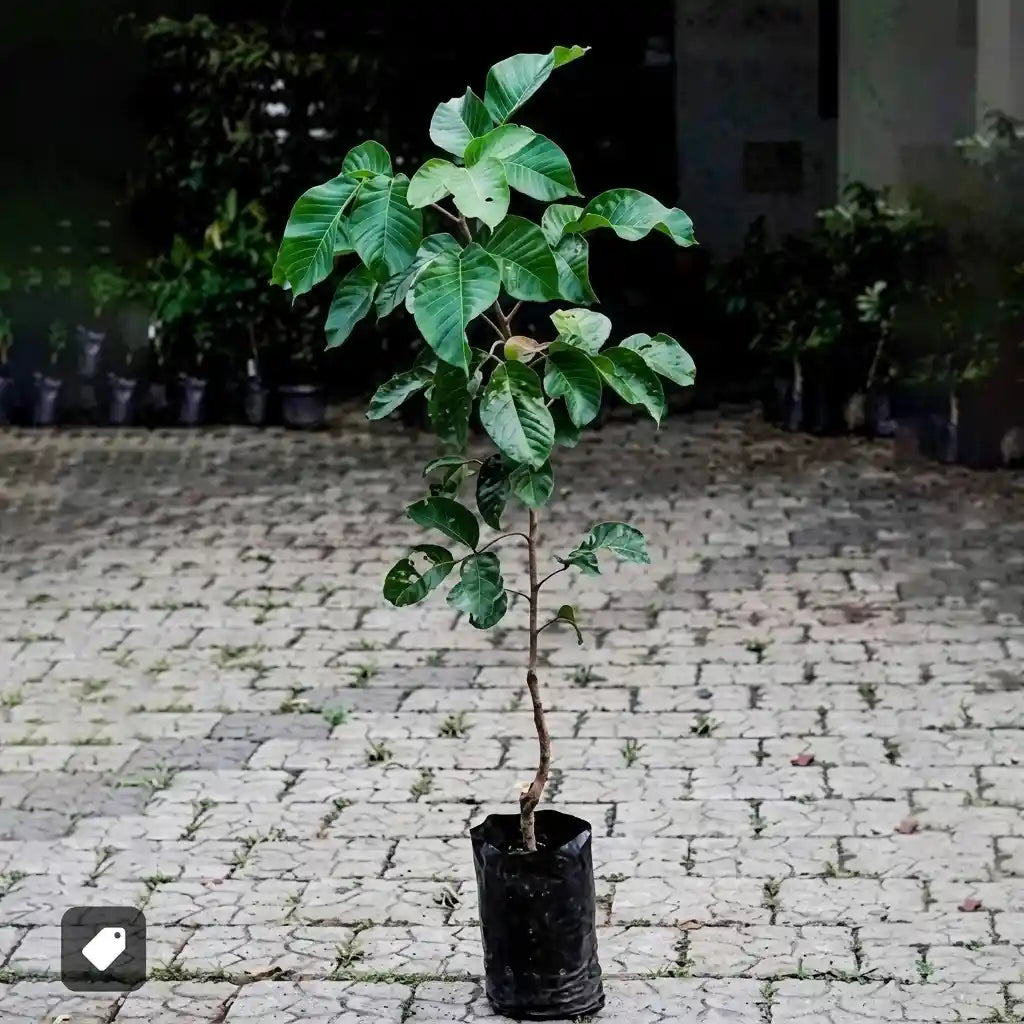 Sweet Santol grafted live fruit plant in nursery pot with healthy green foliage | Exotic tropical fruit plant | Keraleaf