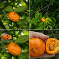 Sundrop layered live fruit plant in nursery pot with healthy green foliage | Exotic tropical fruit plant | Keraleaf