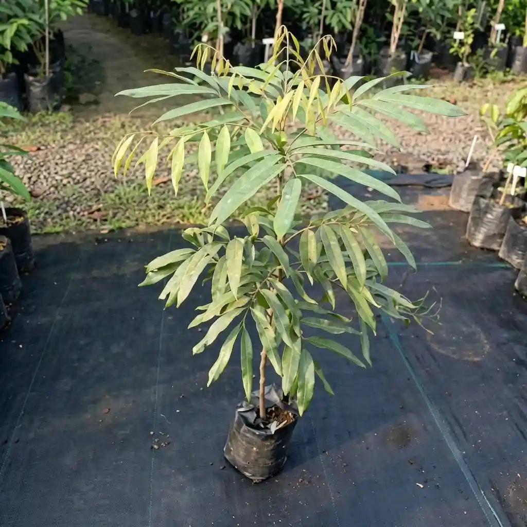 Sundrop layered live fruit plant in nursery pot with healthy green foliage | Exotic tropical fruit plant | Keraleaf