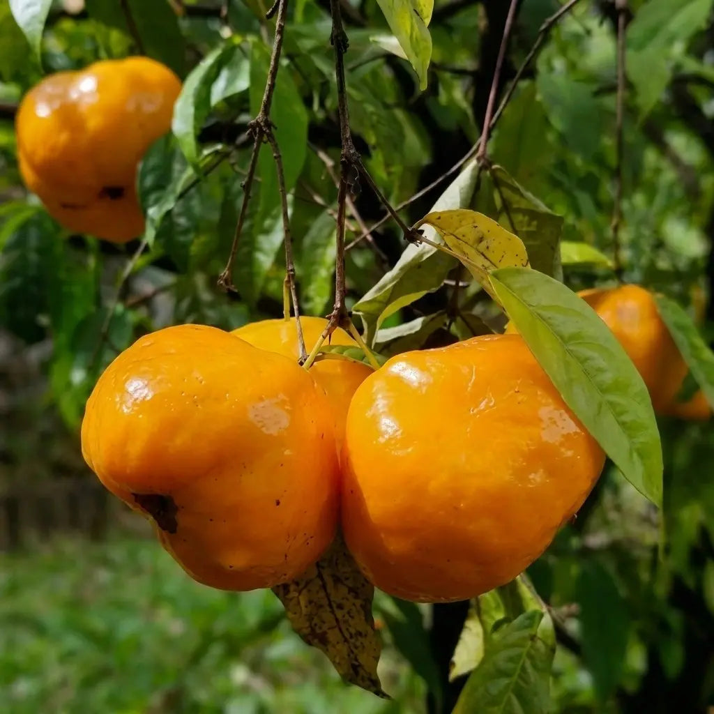 Sundrop layered live fruit plant in nursery pot with healthy green foliage | Exotic tropical fruit plant | Keraleaf