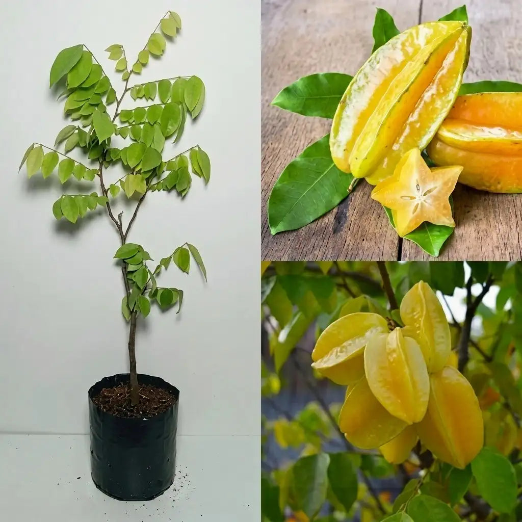 Star Fruit (Kamrak / Carambola) layered live fruit plant in nursery pot with healthy green foliage | Premium tropical fruit plant | Keraleaf