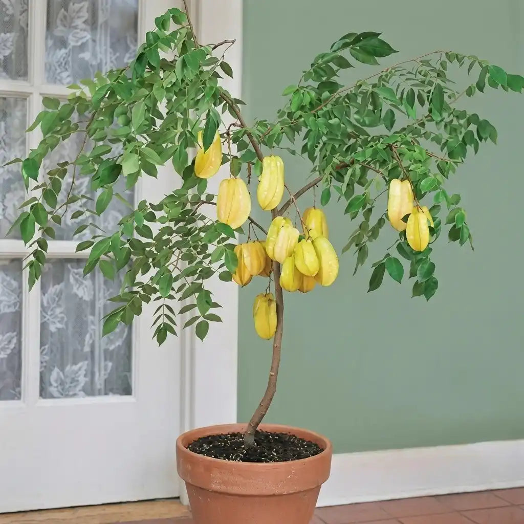 Star Fruit (Kamrak / Carambola) layered live fruit plant in nursery pot with healthy green foliage | Premium tropical fruit plant | Keraleaf