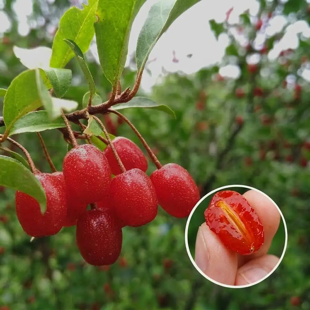 Silver Berry seedling live fruit plant in nursery pot with healthy green foliage | Exotic tropical fruit plant | Keraleaf
