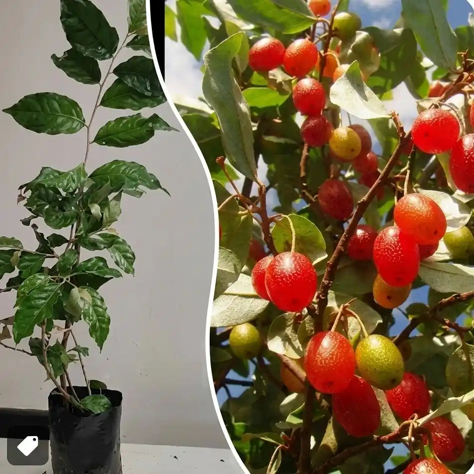 Silver Berry seedling live fruit plant in nursery pot with healthy green foliage | Exotic tropical fruit plant | Keraleaf