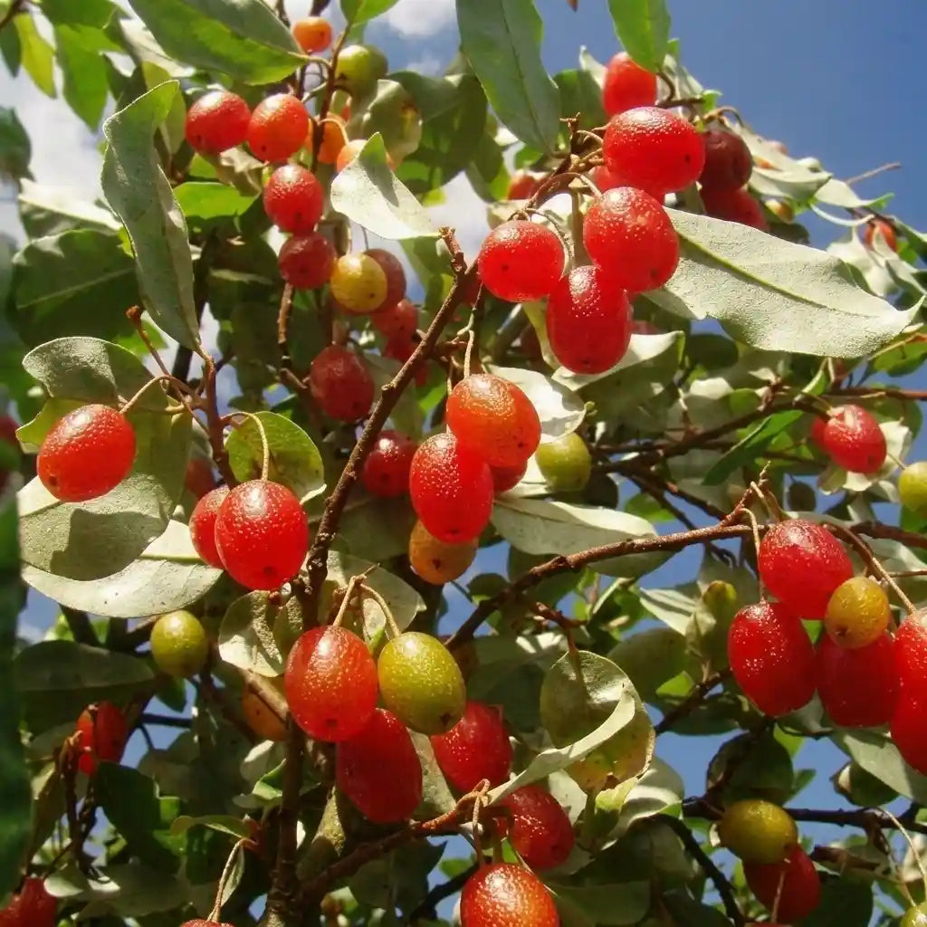 Silver Berry seedling live fruit plant in nursery pot with healthy green foliage | Exotic tropical fruit plant | Keraleaf