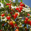 Silver Berry seedling live fruit plant in nursery pot with healthy green foliage | Exotic tropical fruit plant | Keraleaf