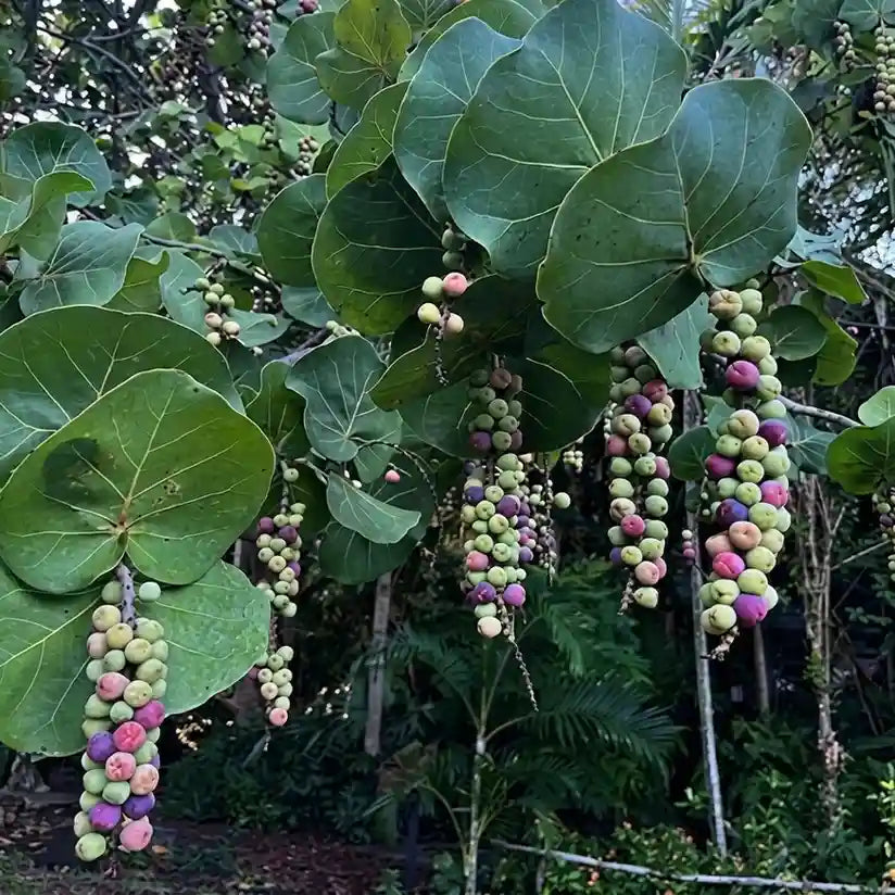 Sea Grape seedling live fruit plant in nursery pot with healthy green foliage | Exotic tropical fruit plant | Keraleaf