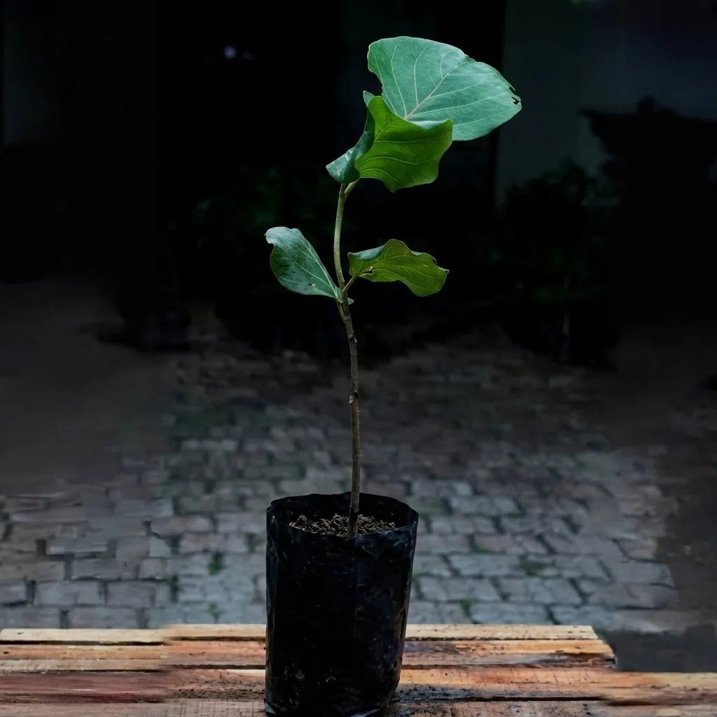 Sea Grape seedling live fruit plant in nursery pot with healthy green foliage | Exotic tropical fruit plant | Keraleaf