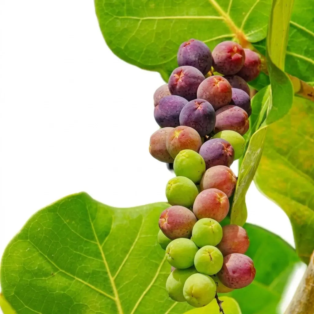 Sea Grape seedling live fruit plant in nursery pot with healthy green foliage | Exotic tropical fruit plant | Keraleaf